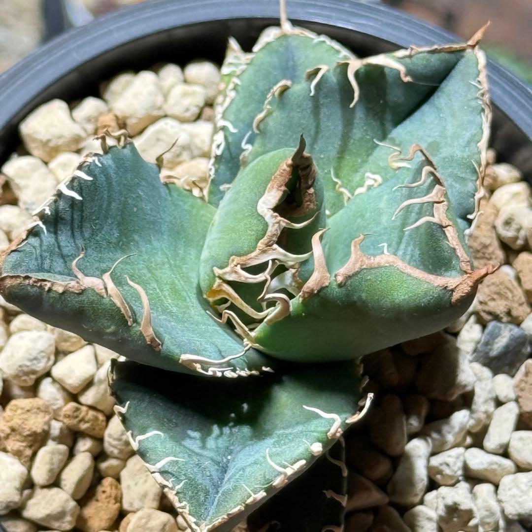 アガベ_悪魔くんTC