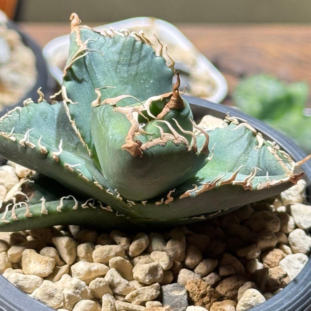 アガベ_悪魔くんTC