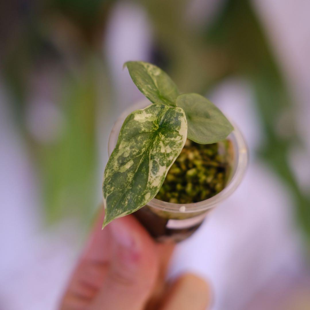 Alocasia Silver Dragon Aurea｜シルバードラゴン