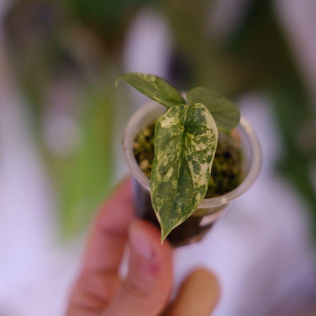 Alocasia Silver Dragon Aurea｜シルバードラゴン