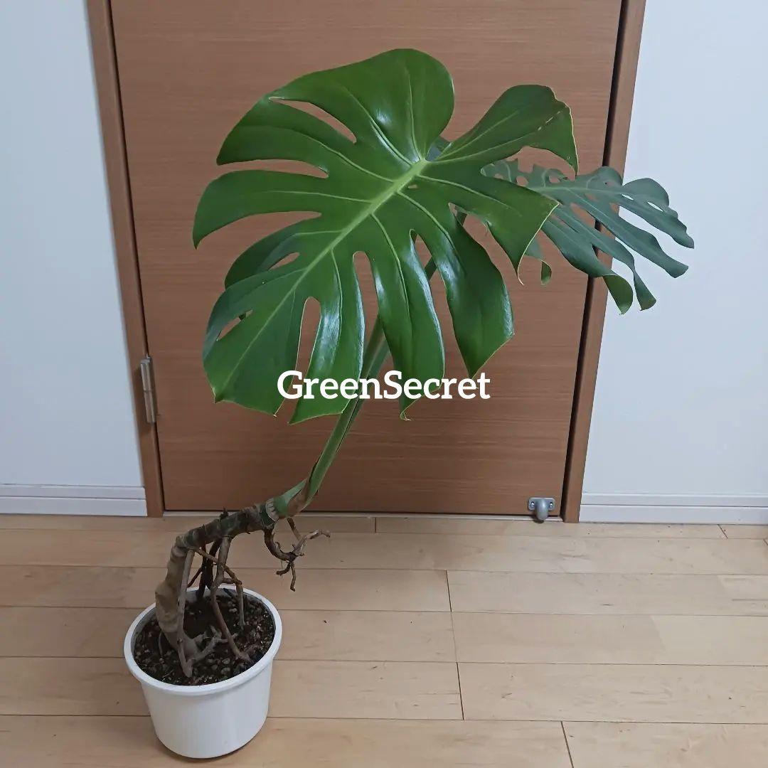 4 モンステラ　6号　幹立ち　幹上がり　観葉植物