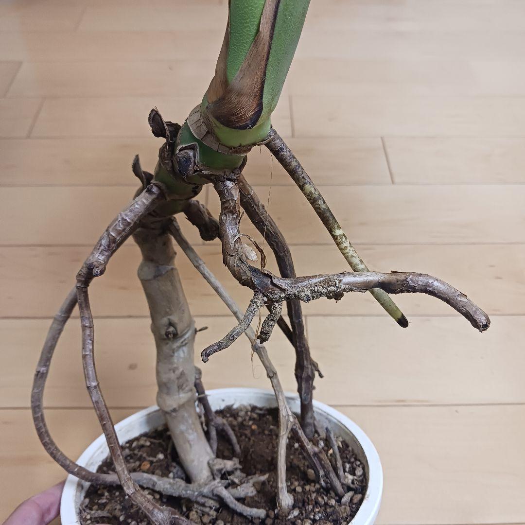 4 モンステラ　6号　幹立ち　幹上がり　観葉植物
