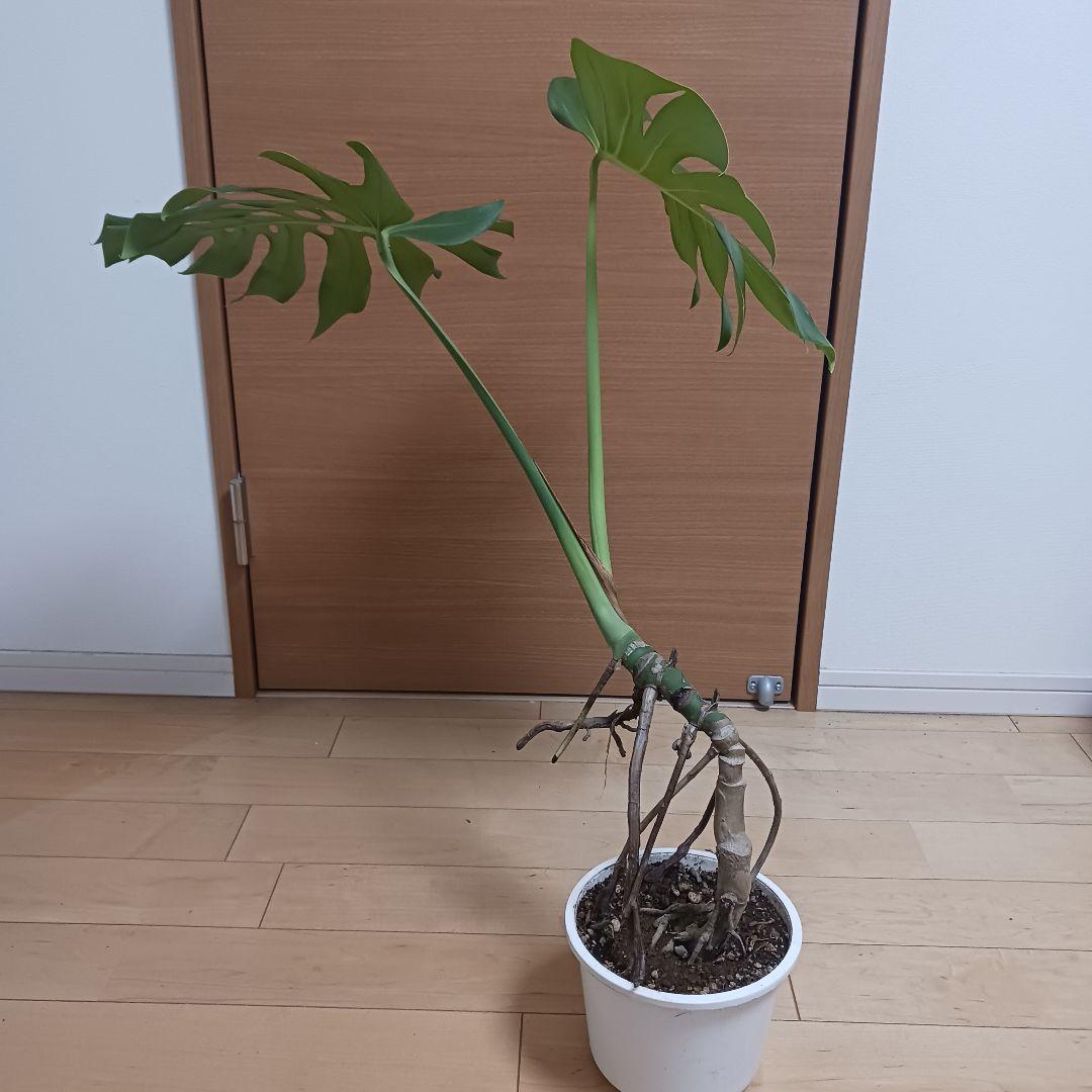 4 モンステラ　6号　幹立ち　幹上がり　観葉植物