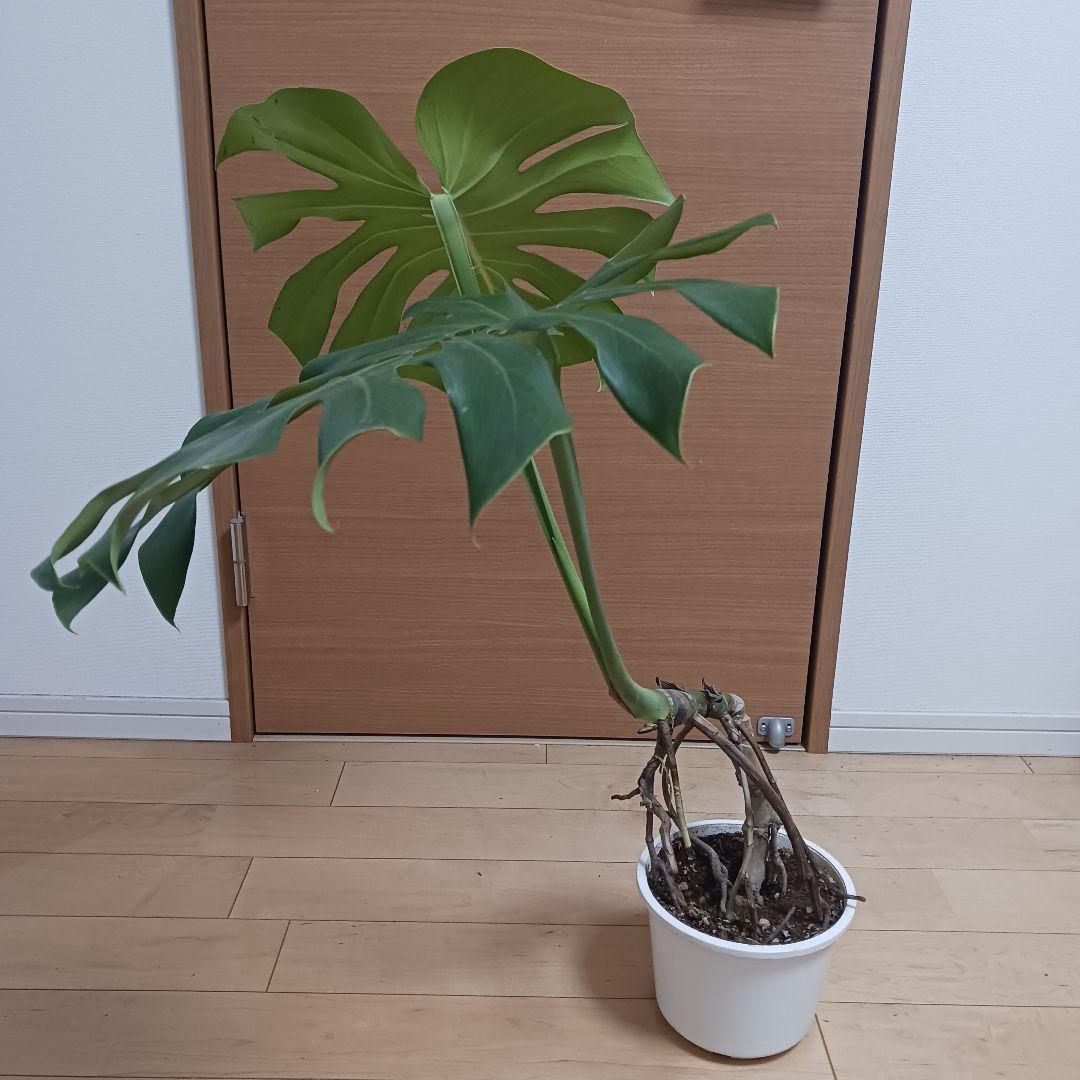 4 モンステラ　6号　幹立ち　幹上がり　観葉植物