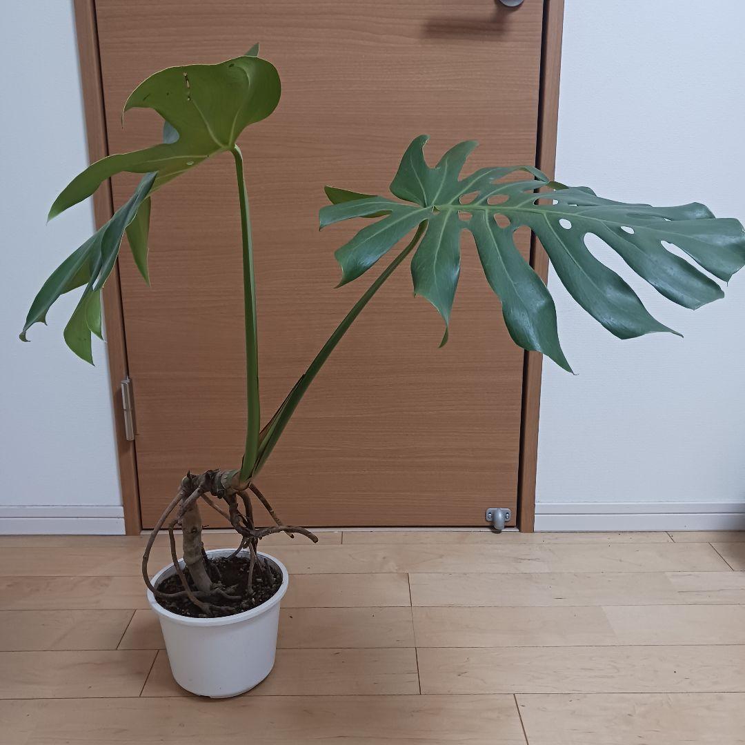 4 モンステラ　6号　幹立ち　幹上がり　観葉植物