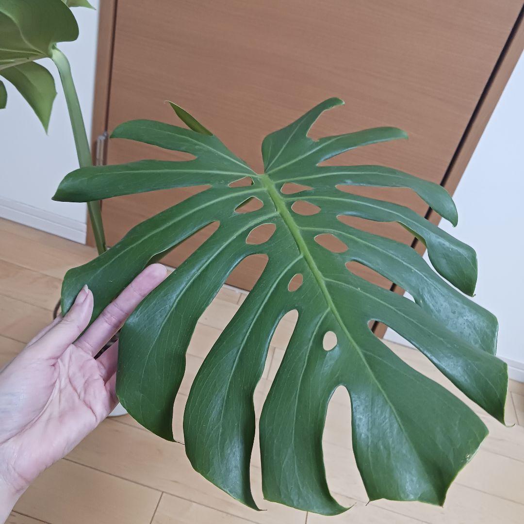 4 モンステラ　6号　幹立ち　幹上がり　観葉植物