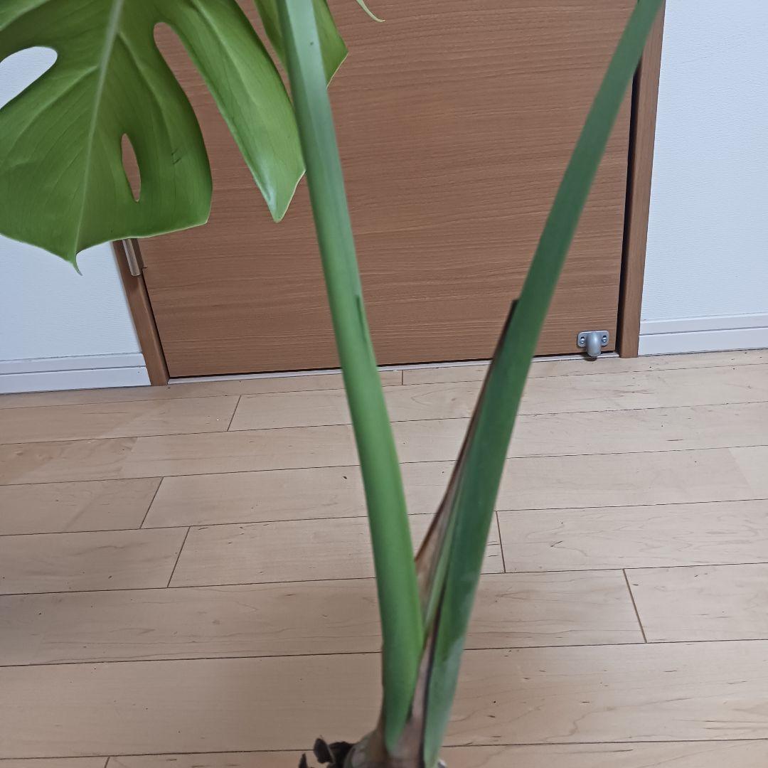4 モンステラ　6号　幹立ち　幹上がり　観葉植物