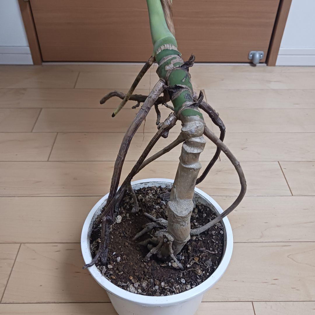 4 モンステラ　6号　幹立ち　幹上がり　観葉植物