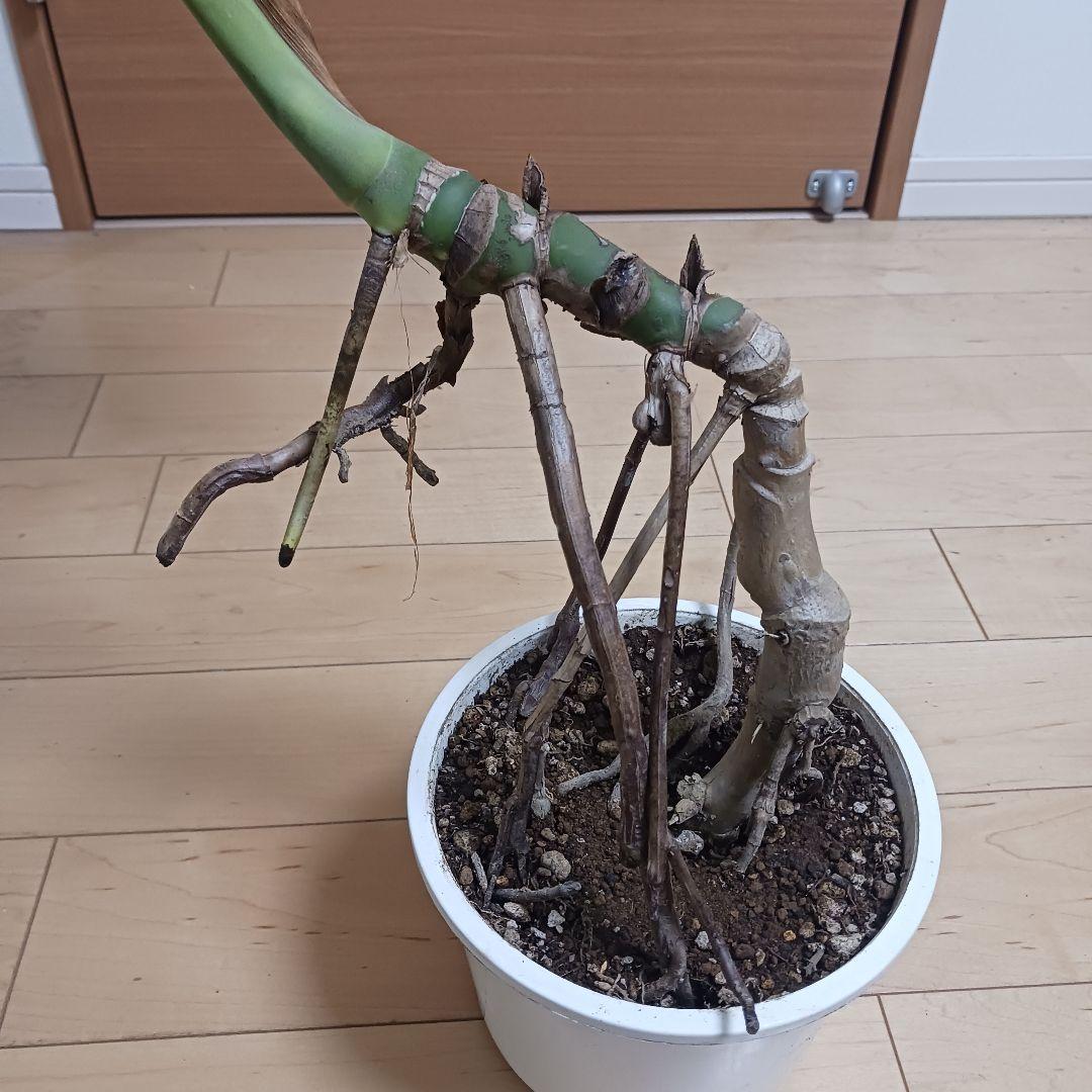 4 モンステラ　6号　幹立ち　幹上がり　観葉植物