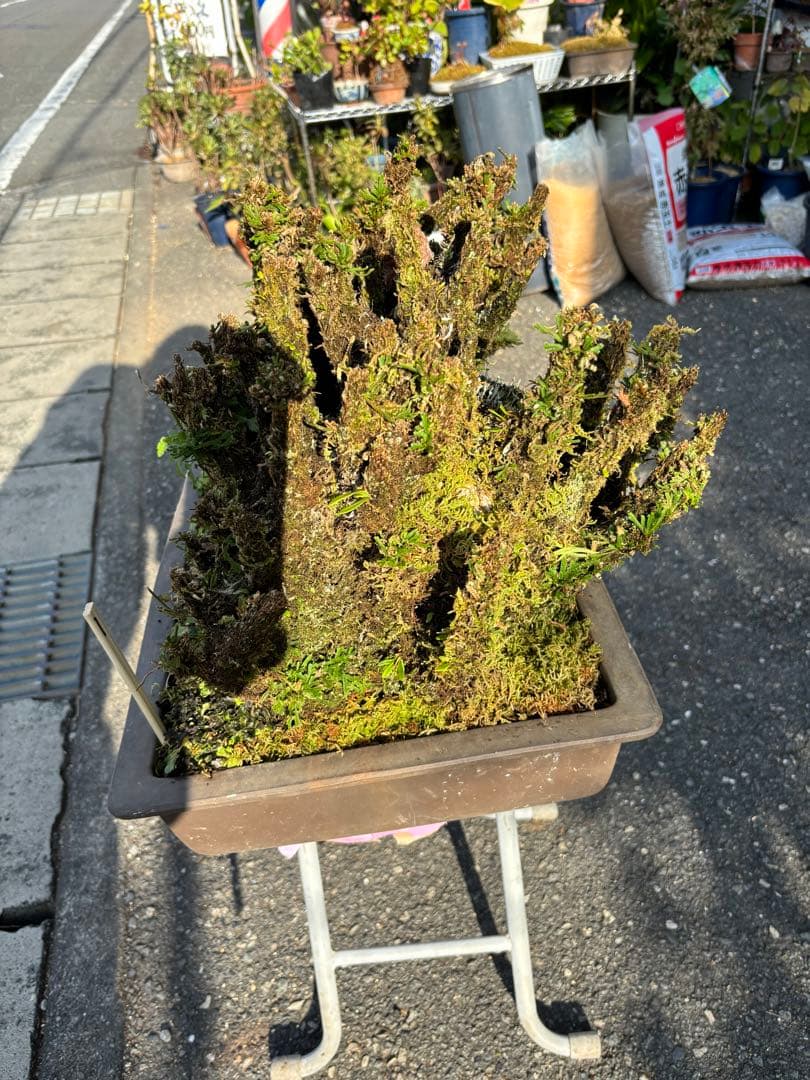 NO 1 イワヒバ(岩松） 30年物 見事な大きさです 激安投売り大特価