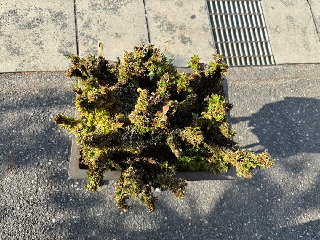 NO 1 イワヒバ(岩松） 30年物 見事な大きさです 激安投売り大特価