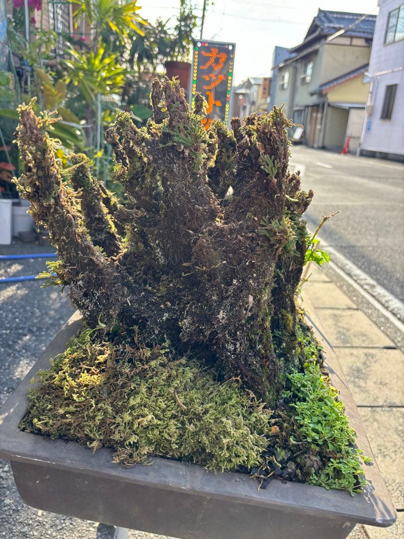 NO 1 イワヒバ(岩松） 30年物 見事な大きさです 激安投売り大特価