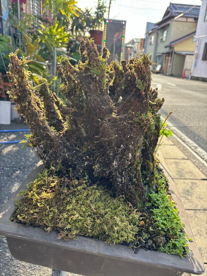 NO 1 イワヒバ(岩松） 30年物 見事な大きさです 激安投売り大特価