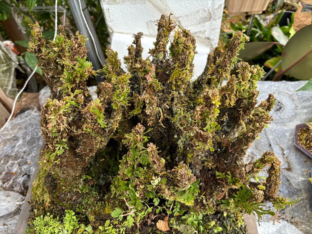 NO 1 イワヒバ(岩松） 30年物 見事な大きさです 激安投売り大特価