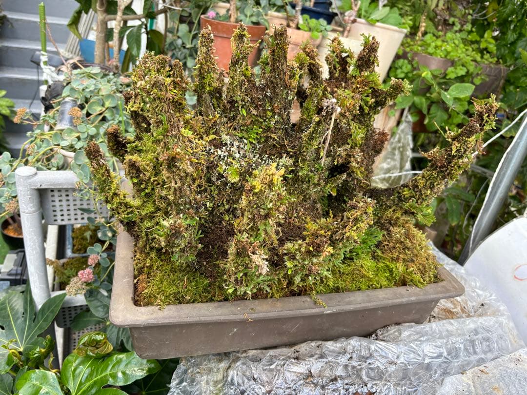 NO 1 イワヒバ(岩松） 30年物 見事な大きさです 激安投売り大特価