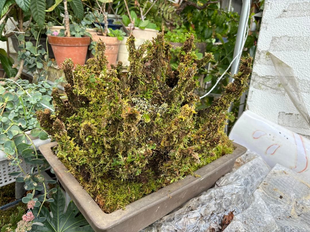 NO 1 イワヒバ(岩松） 30年物 見事な大きさです 激安投売り大特価