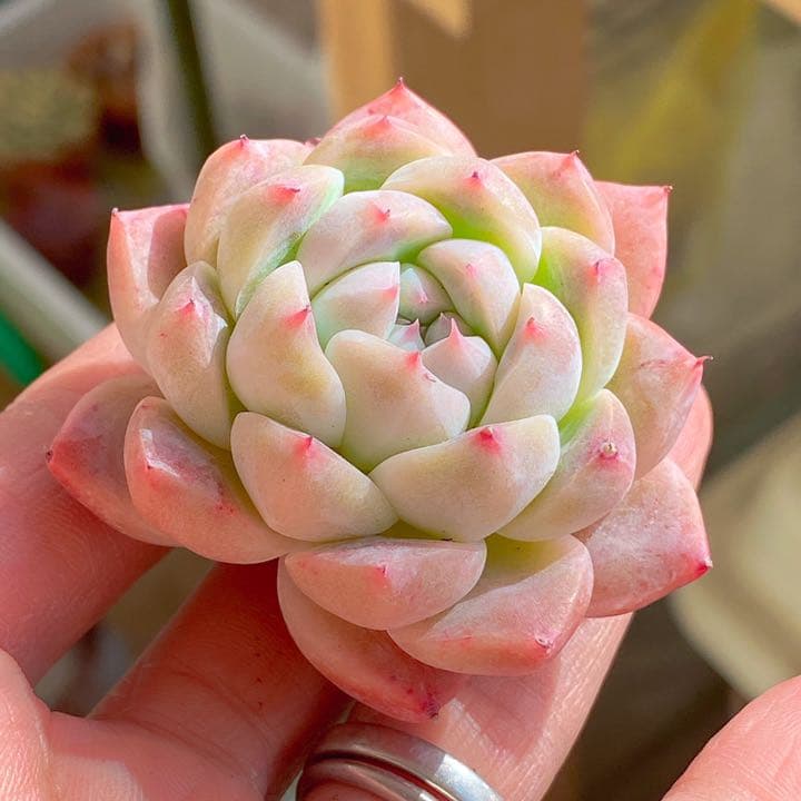 アルバビューティー