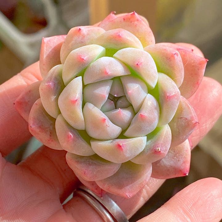 アルバビューティー