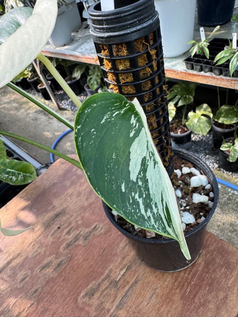 1モンステラ　ボルギシアナ　ミント　健康株　美斑入り