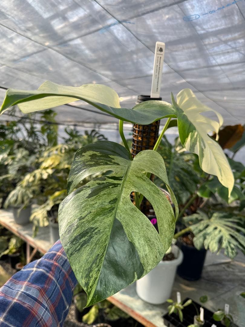 1モンステラ　ボルギシアナ　ミント　健康株　美斑入り