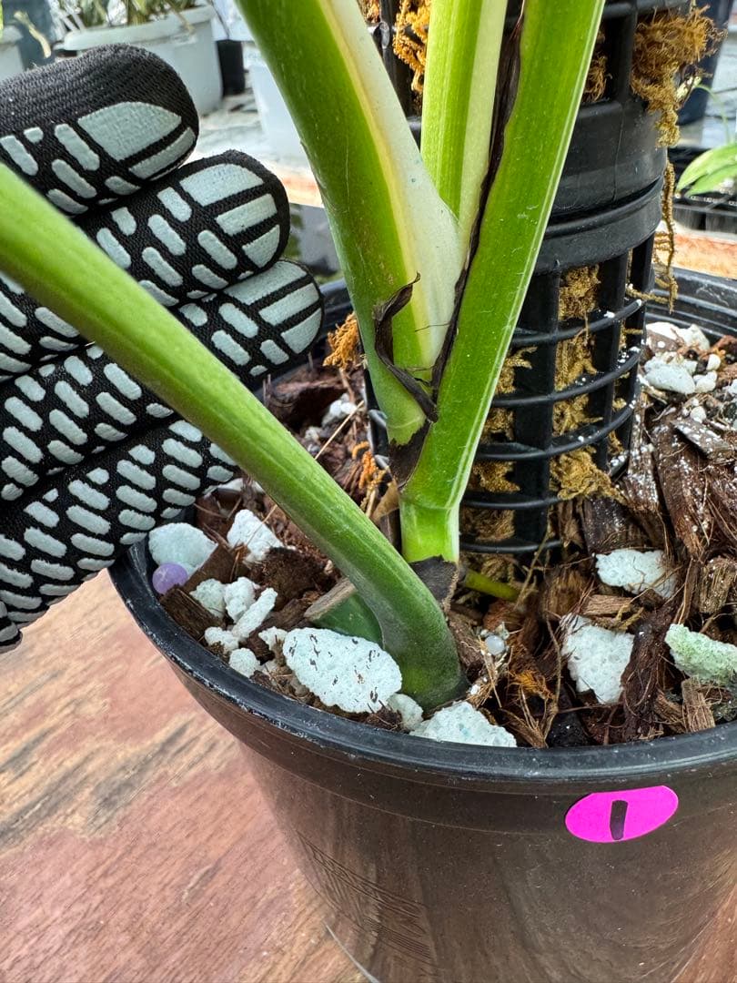 1モンステラ　ボルギシアナ　ミント　健康株　美斑入り