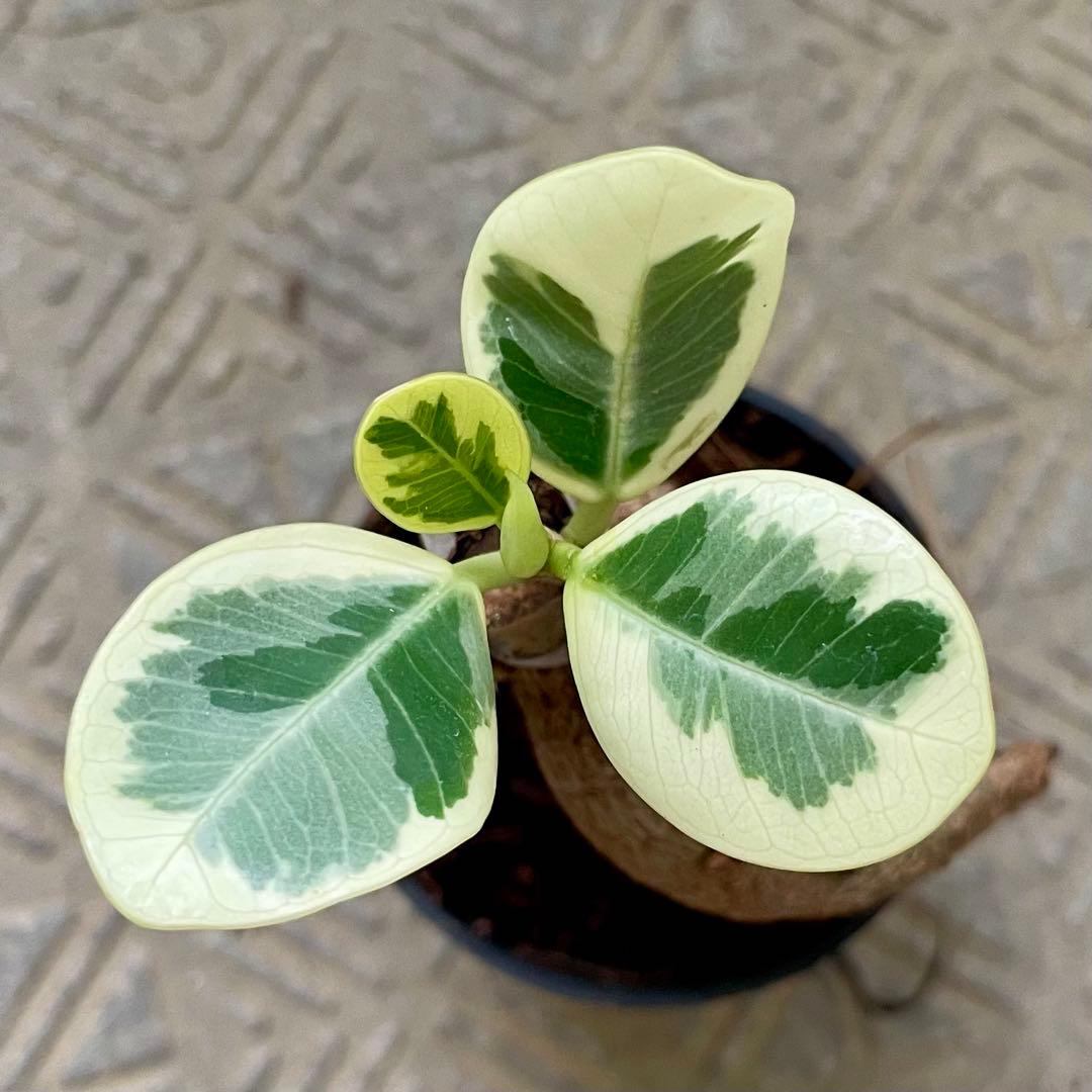 タ*カ様 【安心の発根済株/接木/鉢込】斑入り パンダガジュマル