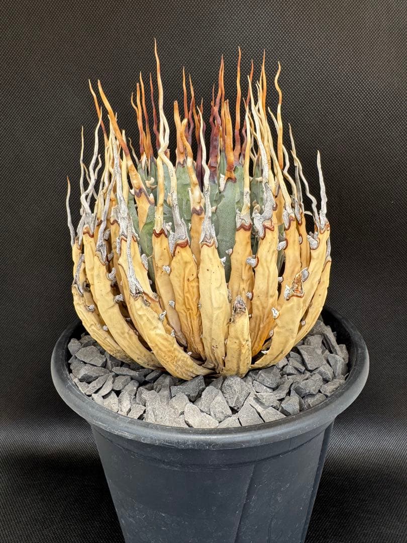 アガベユタエンシスエボリスピナ陽炎