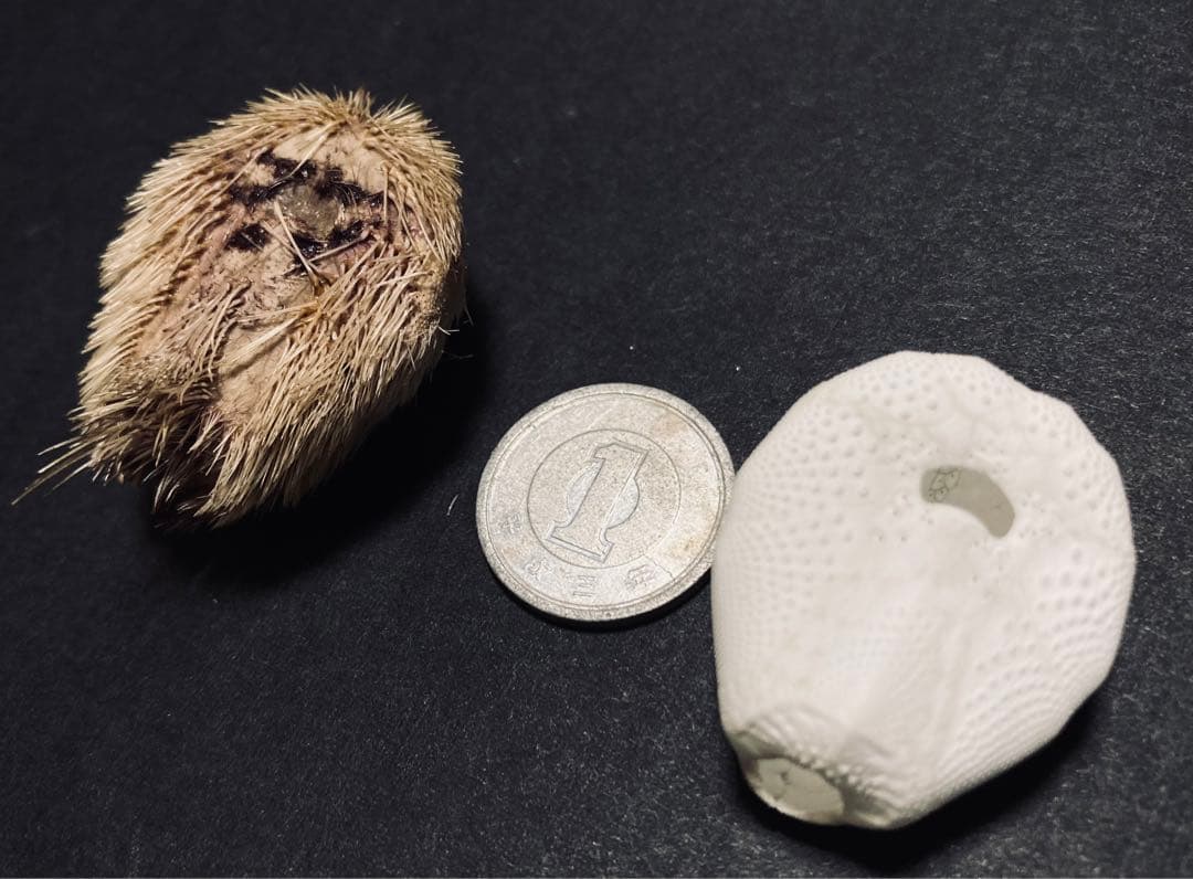 ネズミブンブク　棘付き&棘無し　ブンブク　ウニ殻