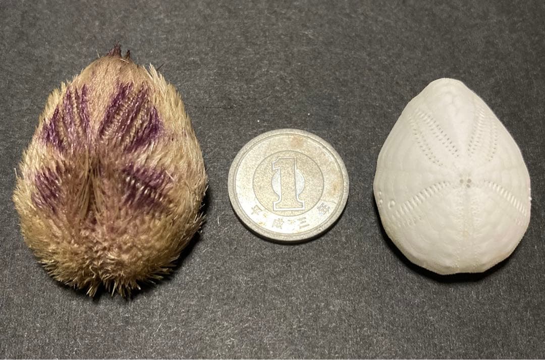 ネズミブンブク　棘付き&棘無し　ブンブク　ウニ殻