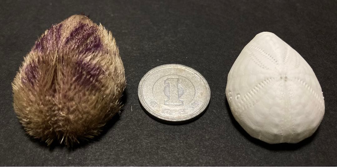 ネズミブンブク　棘付き&棘無し　ブンブク　ウニ殻