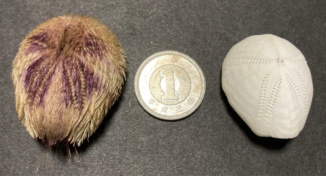 ネズミブンブク　棘付き&棘無し　ブンブク　ウニ殻