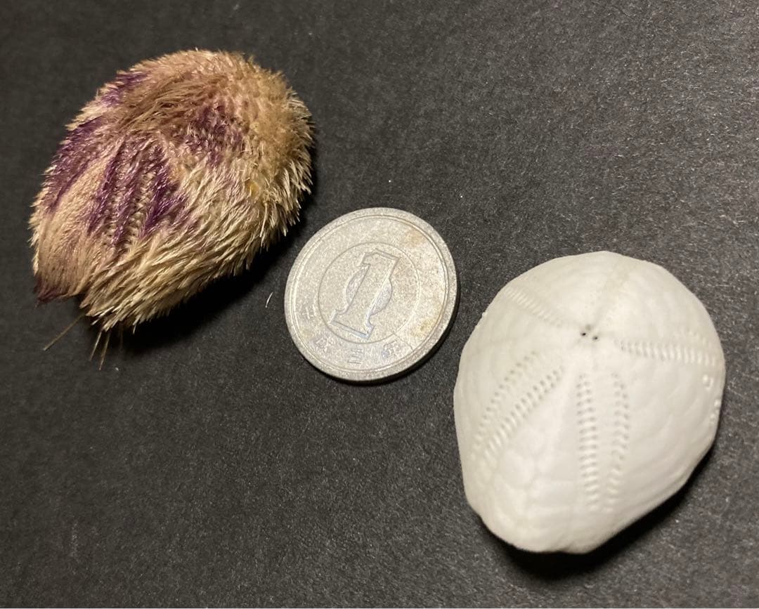 ネズミブンブク　棘付き&棘無し　ブンブク　ウニ殻