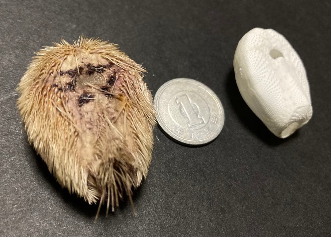 ネズミブンブク　棘付き&棘無し　ブンブク　ウニ殻