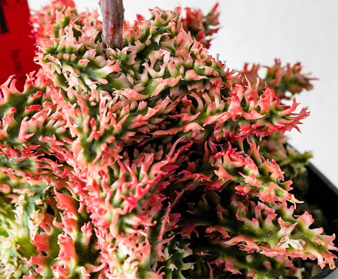 天*無様 アロエハイブリッド　TCT 燎