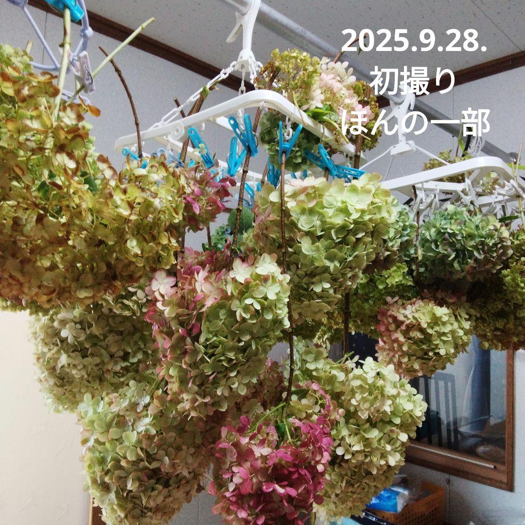 2025.9.追加ありピラミッドあじさい内容説明ご予約ページ（読む所から）