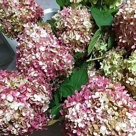 2025.9.追加ありピラミッドあじさい内容説明ご予約ページ（読む所から）