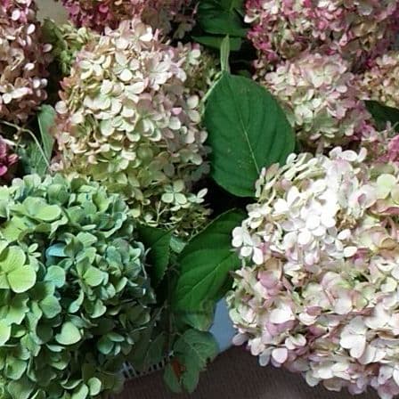 2025.9.追加ありピラミッドあじさい内容説明ご予約ページ（読む所から）