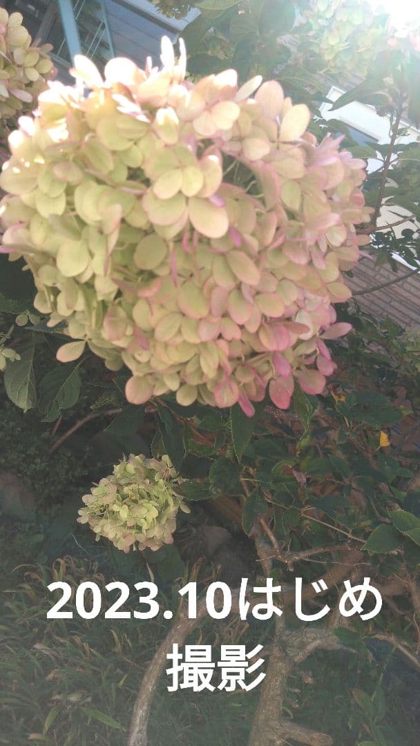 2025.9.追加ありピラミッドあじさい内容説明ご予約ページ（読む所から）