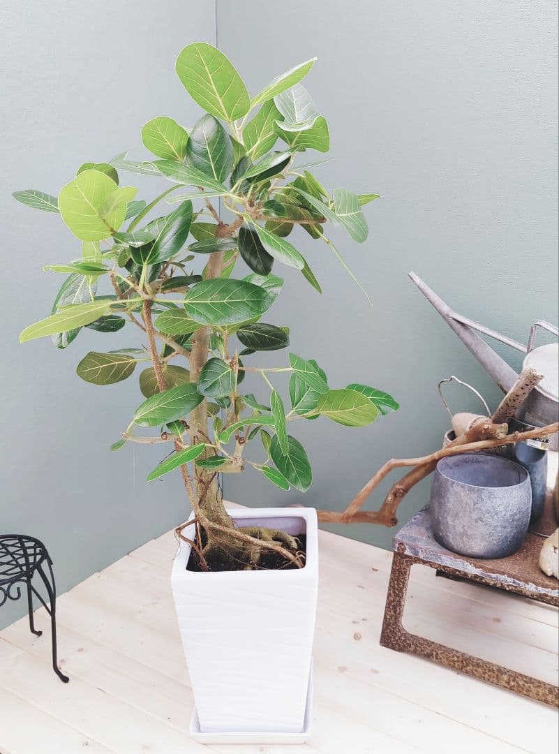 2月限定価格!!ベンガレンシス (現品) 白 陶器 ８号 オシャレインテリア