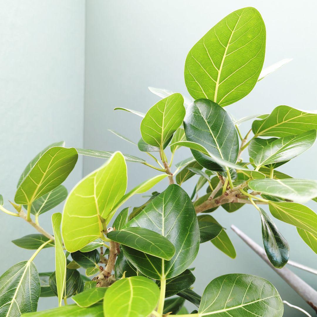 2月限定価格!!ベンガレンシス (現品) 白 陶器 ８号 オシャレインテリア