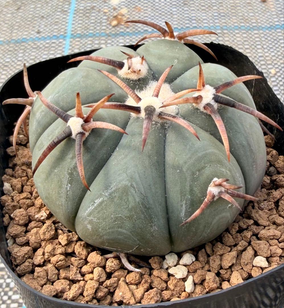 エキノカクタス　雷帝