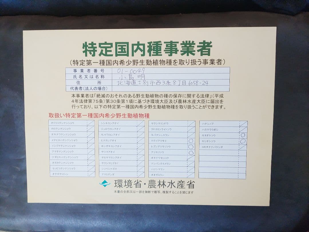 山野草　斑入り濃色礼文　アツモリソウ　花１芽株