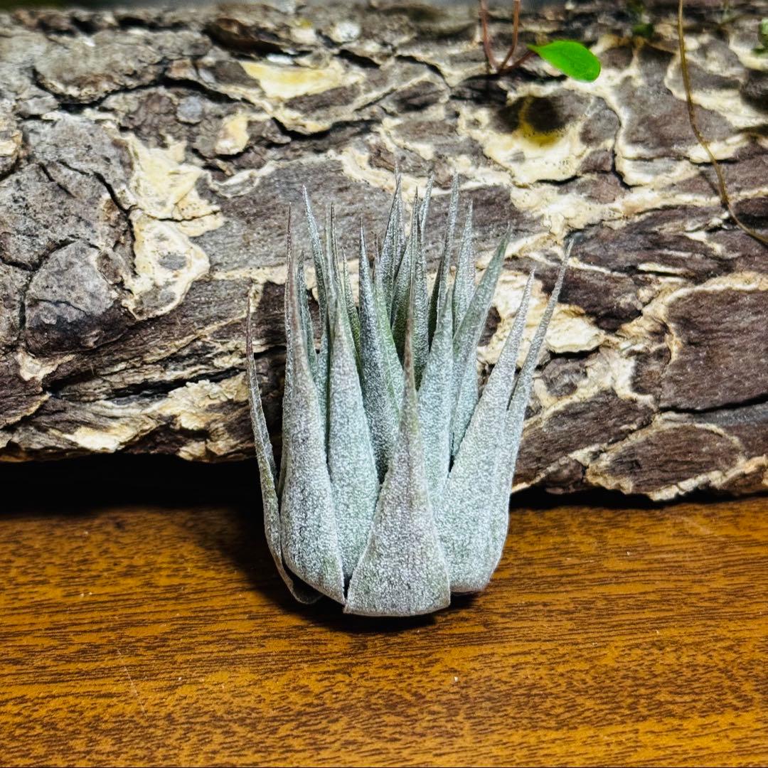 チランジア　ロゼイフローラ