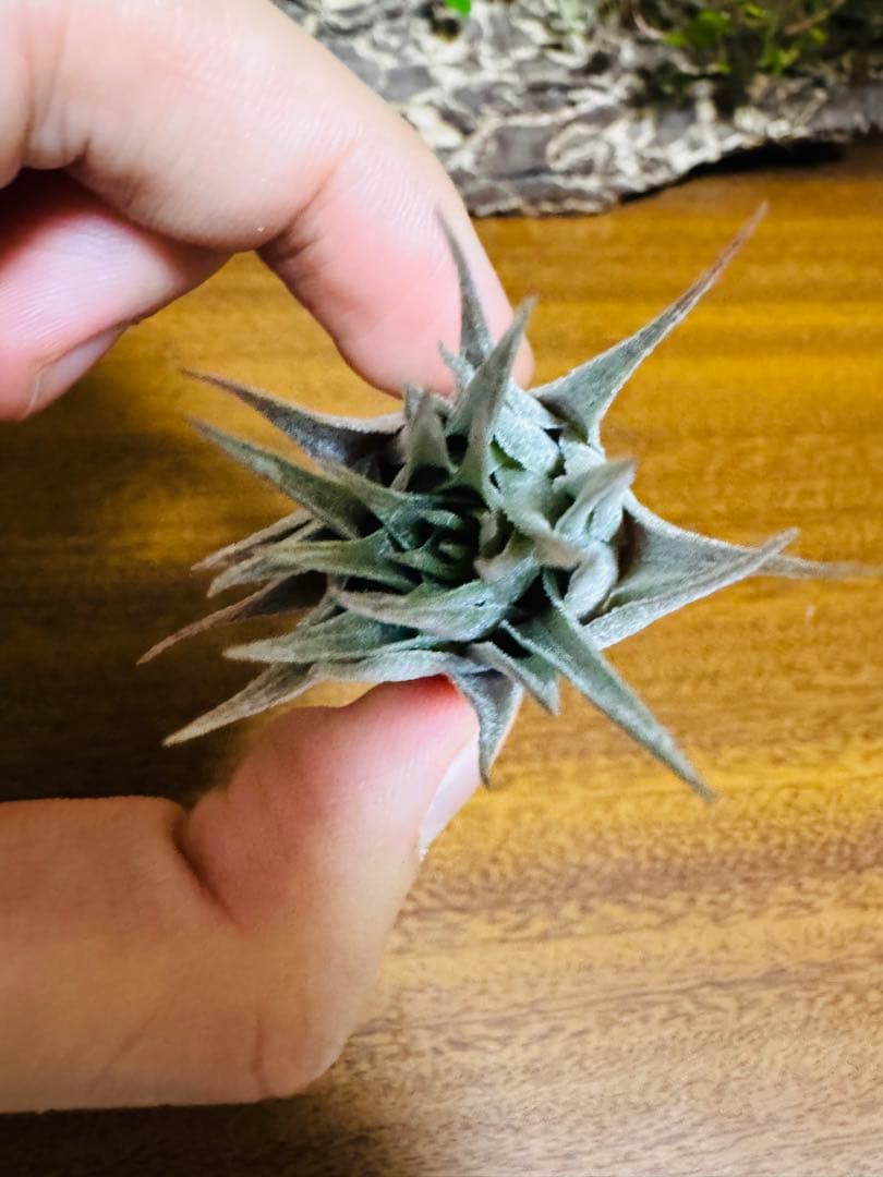 チランジア　ロゼイフローラ