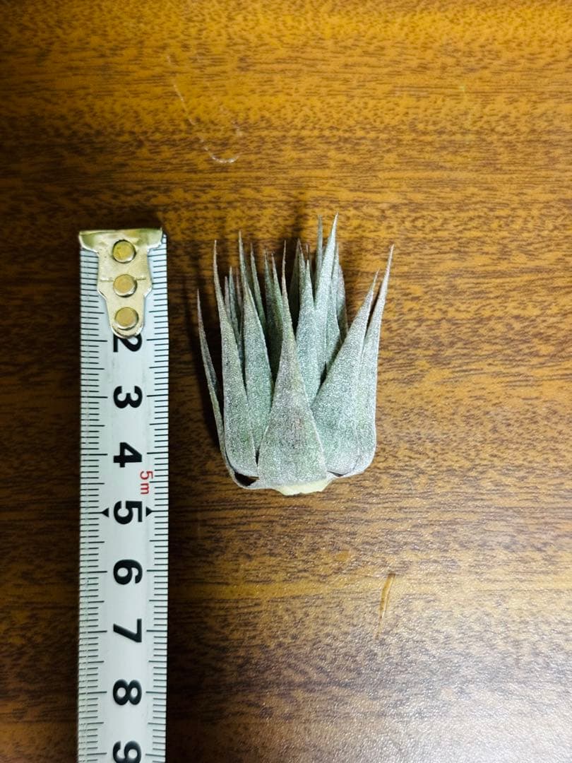 チランジア　ロゼイフローラ