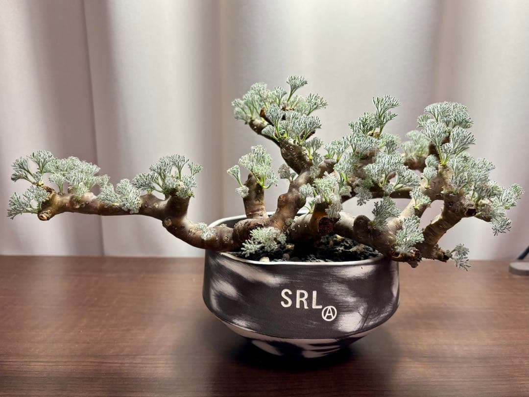 冬型　大株　サルコカウロン　ムルチフィズム　ムルチフィダ　現地株　srl鉢