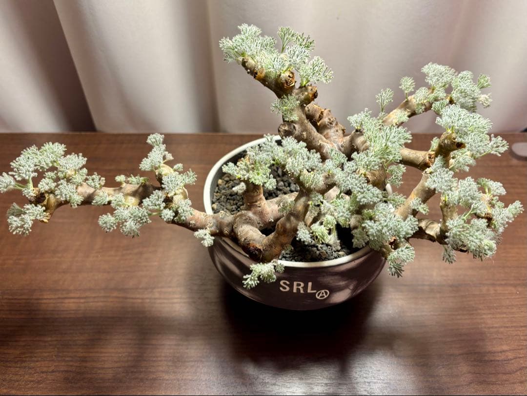 冬型　大株　サルコカウロン　ムルチフィズム　ムルチフィダ　現地株　srl鉢