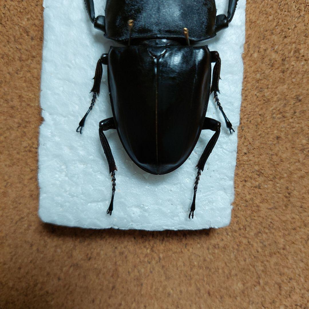 激レア　タウィタウィオオヒラタ　標本　89ミリ　CB