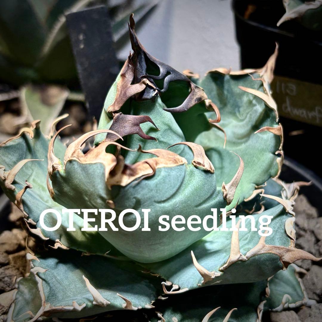 アガベ メキシコ産種子　オテロイ　実生　選抜