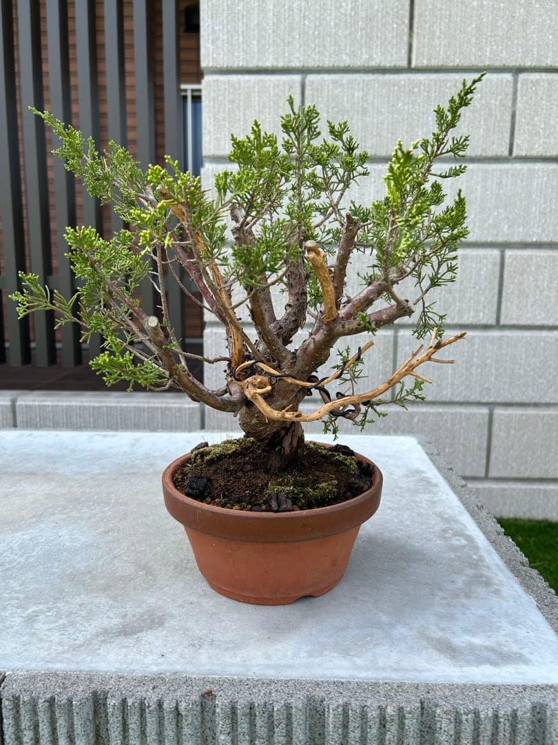 糸魚川真柏 盆栽 素材